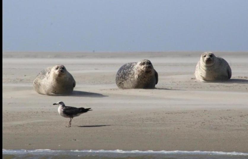 Gite Baie De Somme Cayeux-sur-Mer Exterior foto